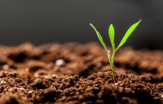 soil